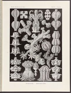 Haeckel - Corals; Gorgonida. 39