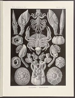 Haeckel - Barnacle; Cirripedia. 57
