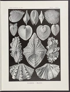 Haeckel - Clam Shells; Acephala. 55
