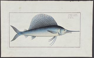 Bloch, Folio - Sailfish or Ola-Fish. 345