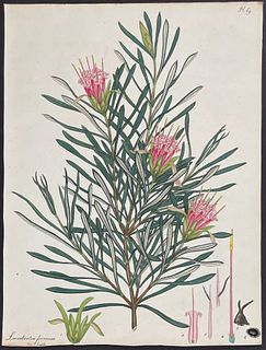Andrews - Red-flowered Labertia (Native to Australia). 69