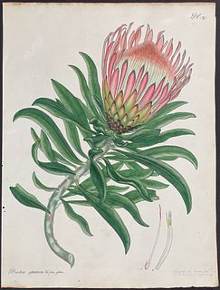 Andrews - Smooth-leaved Shewy Protea. 277