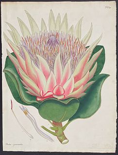 Andrews - Artichoke-like-flowered Protea. 288