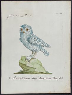 Manetti - Snowy Owl. 89