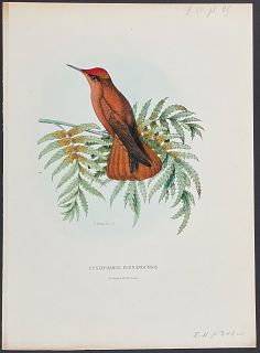 Mulsant - Hummingbird; Eustephanus Fernandensis