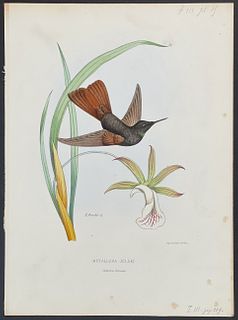 Mulsant - Hummingbird; Metallura Jelski with Orchid