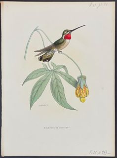Mulsant - Hummingbird; Heliomastes Constanti