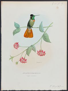 Mulsant - Hummingbird; Augastes Lumachellus