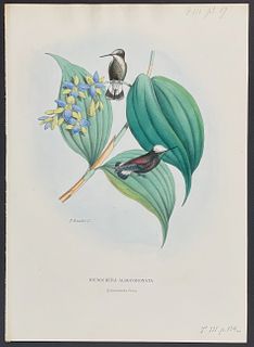 Mulsant - Hummingbird; Microchera Albocoronata