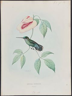 Mulsant - Hummingbird; Doryfera Euphrosinae