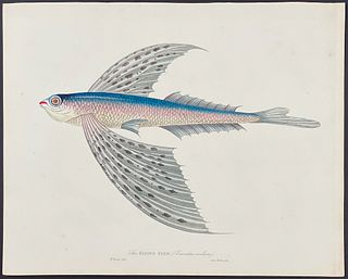 Forbes - The Flying Fish (Exocoetus evolans)
