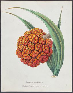 Forbes - Pandanus Odoratissimus, The Fruit of the Keura Tree, drawn on Stone 1812