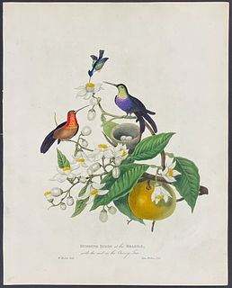 Forbes - Hummingbirds at the Brasils, with the nest on the Orange Tree