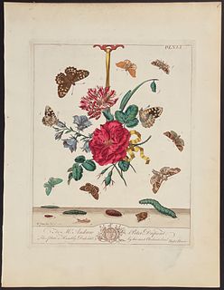 Moses Harris - Hanging Bouquet including Rose, Carnation & Brown Hook Tipped Moth, Mask or Mother Shipton Moth, Speckled Wood Butterfly, Barred Hook T