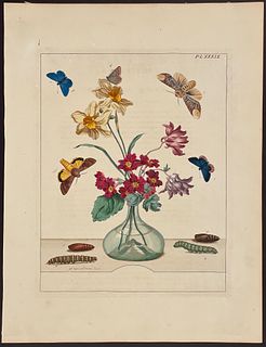 Moses Harris - Vase with Bouquet including Narcissus or Daffodil & Buff Tipp Moth. 39