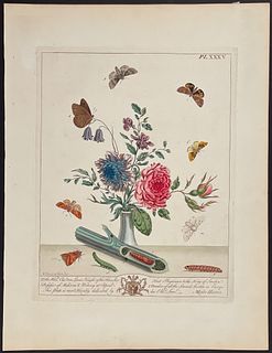 Moses Harris - Vase with Bouquet including Rose & Mottled or Frosted Orange Moth, half Mourner Moth, Ringlet Butterfly, Clouded Yellow Moth, Seven Spo