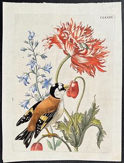 Merian - Bird & Flowers. 173