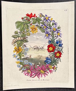 Merian - Ant & Floral Wreath. 101