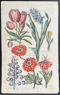 Hill - Tulip, Hyacinth, Amaryllis, Lily, Anemone, & Fritillary. 36