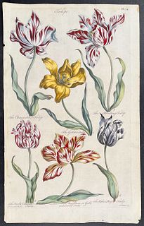 Hill - Tulips. 34