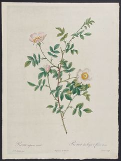 Redoute, Folio - Rose - Rosa sepium rosea