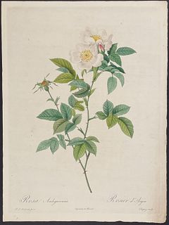 Redoute, Folio - Rose - Rosa Andegavensis
