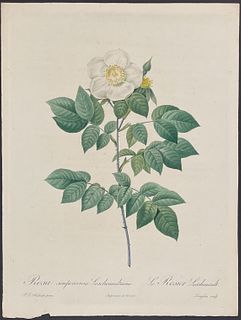 Redoute, Folio - Rose - Rosa Sempervirens latifolia