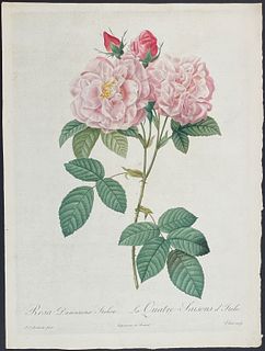 Redoute, Folio - Rose - Rosa Damascena Italica
