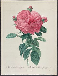 Redoute, Folio - Rose - Rosa Gallica flore giganteo