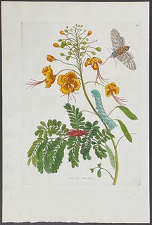 Merian, Folio - Moth Metamorphosis. 45