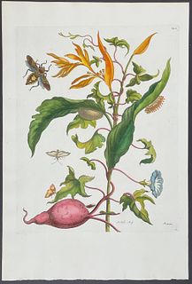 Merian, Folio - Moth Metamorphosis. 41