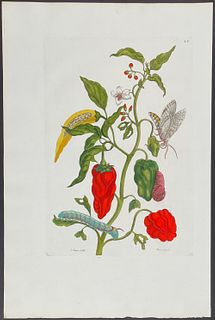 Merian, Folio - Peppers & Moth Metamorphosis. 55