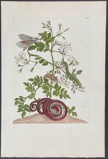 Merian, Folio - Moth Metamorphosis & Snake. 46