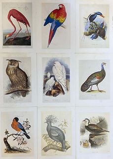 Classic Bird Color Prints x 9 - Beautiful Set of 9 Classical Birds