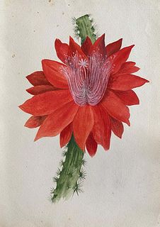Caroline Worsley Fine Antique British Botannical Watercolour Painting, circa 1900's Red Flower