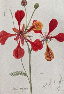 Caroline Worsley Fine Antique British Botannical Watercolour Painting, circa 1900's Red Flowers