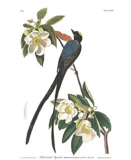 John James Audubon (After) - Forked-tailed flycatcher