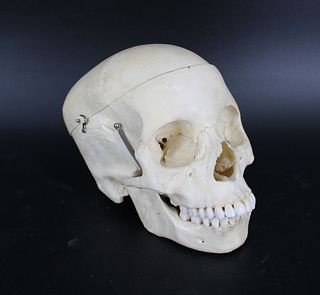 Real Human Medical / Dental Skull Clay Adams Co.