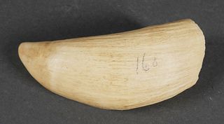 Antique Sperm Whale Tooth for Scrimshaw