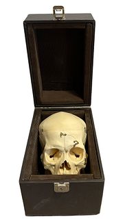 Large Medical Skull in case 