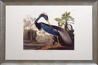 John James Audubon (1785-1851, American), "Louisiana Heron," No. 44, Plate 227, presented in a polychromed frame, H.- 25 1/4 in., W.- 39 1/4 in., Fram