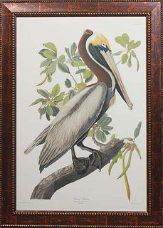 John James Audubon (1785-1851, Haitian/American)), "Brown Pelican," No. 51, Plate 251, Princeton Edition, presented in a polychrome frame, H.- 39 in.,