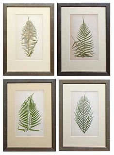 Set of Four Botanical Prints, consisting of: "Lomania Australia - Fertile Fond," "Asplenium Auritum," "Lomaria Capensis-Fertile Fond," and "Aspidium P
