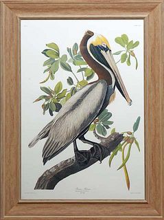 John James Audubon (1785-1851, American), "Brown Pelican," No. 51, Plate 251, Princeton edition, presented in a wood frame, H.- 38 3/4 in., W.- 25 3/4