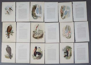 John Gould (1804-1881, England/Australia) and H.C. Richter (1821-1902, England), Group of Twenty-Six colored prints consisting of: "Rhodostethia Rossh