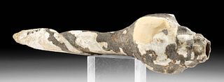 Large Mississippian / Caddo Whelk Shell Tool