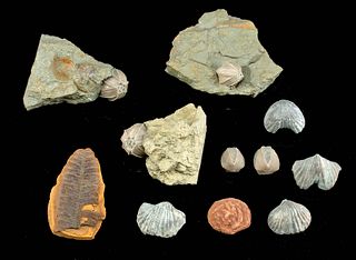 11 Fossils Blastoids, Brachiopods, Fern, & Desert Rose