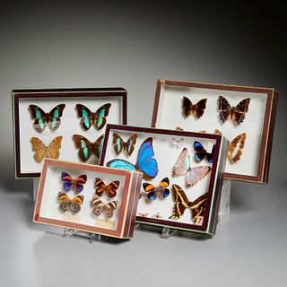 (4) Museum butterfly specimen displays