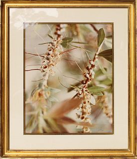Singer John Denver's Framed Botanical Photograph