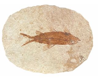 HIGH DETAIL FISH FOSSIL
